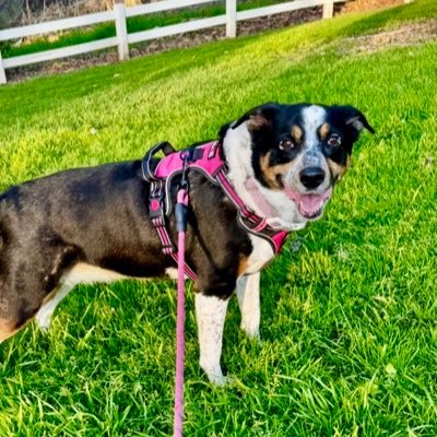 Maylee the Rescue Pup