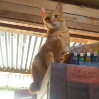 juragankost_100pintu