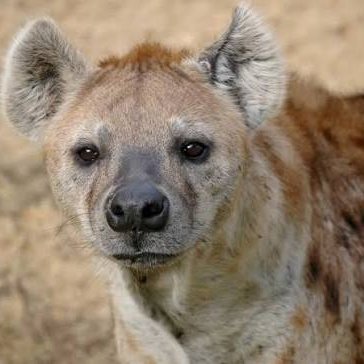 Henry the hyena
