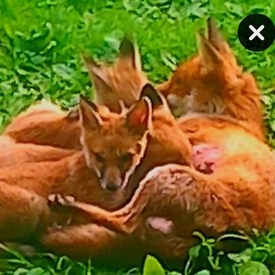 the fabulous detto rizzigoʻ