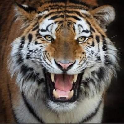 Josette Lefebvre-Morel