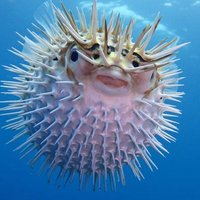 たまけりあそびむり