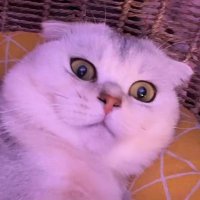 ᴅᴇᴍɪ ≽ •˕• ྀི≼