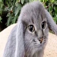 li 𖦹⋆˚࿔ #HAVERTZPILLED