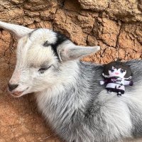 ぽち@初回プロカ必読