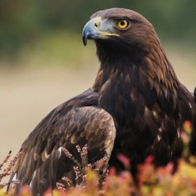 Golden Eagle 🇵🇰 🇸🇦 🇩🇪 🇺🇲