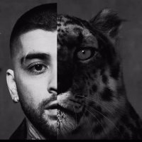Zayn Turkiye 🇹🇷 Feray / Zayn konnakol 💕🐆🖤