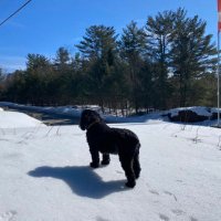 🇨🇦GolieVog🍁