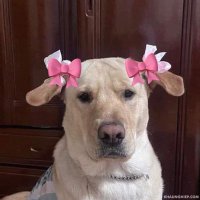 ซันนี่แฟลร์ที่ใจดีๆ💚🐶