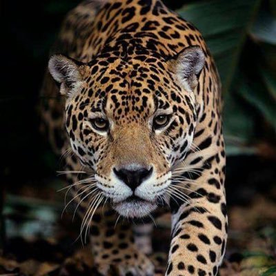 joeboy_forex🇿🇼