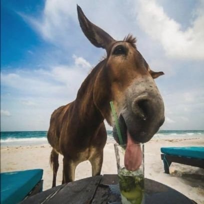 🎙️Cesarino Trombetti 🦅🛵🥸🍳🛏️🧩📢