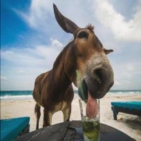 🎙️Cesarino Trombetti 🦅🛵🥸🍳🛏️🧩📢