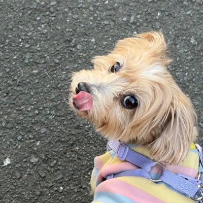 ユミ🐶＊てくてくの旅人＊優しさの音符＊僕のホットミルク
