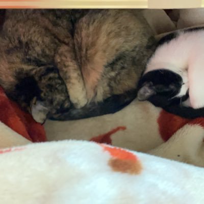 はく(渣反本出す）