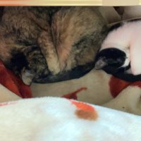 はく(渣反本出す）