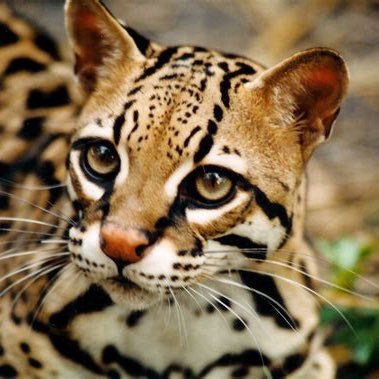 Ocelot