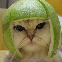 lime4cat