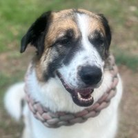 🐾𝓑𝓲𝓻𝓭𝓲𝓮𝓣𝓱𝓮𝓓𝓸𝓰