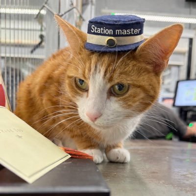 George The Stourbridge Junction Station Cat