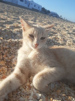 IH - 🇲🇦 - ⭐ ⭐