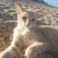 IH - 🇲🇦 - ⭐ ⭐