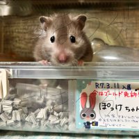いつぞやのごまつぶ(はむした🐹3人のぬし)