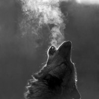 LegalPulse ⚖️🇵🇰