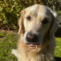 Kris Poznanski 🇵🇱 🇪🇺🦮🐈‍⬛