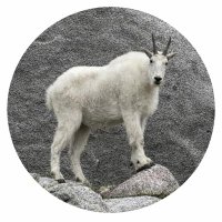 On.Tha.Virge ✝️🇺🇸