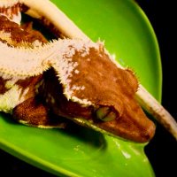 ミズゴケモドキ