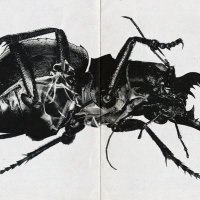 ⅂̷̿Ǝ̷͂⅁̷̍N̷̎∀̷̓ ̷∀̷́┴̷̑Ǝ̷͆Ẅ̷́