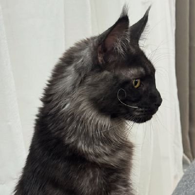 ﾶの刀ᄃの乇ひ尺