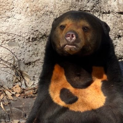 おおやま🦥💤▶︎🏃‍♂️💨