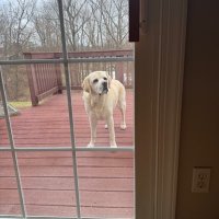 Sammy - a good doggie