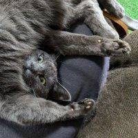 JACK@人類ネコ化計画