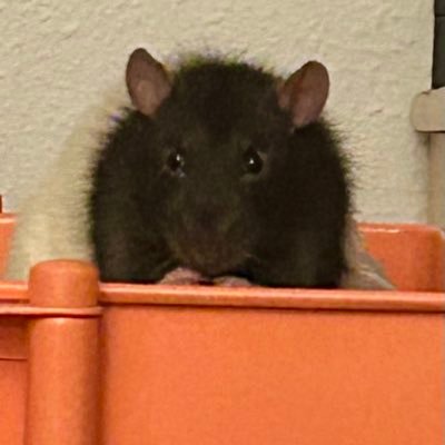 Linda M 🫶🏼🐶💐🐁🐾🌎