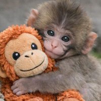 𝙈𝙊ö𝙣𝙆𝙀𝙔 🐒