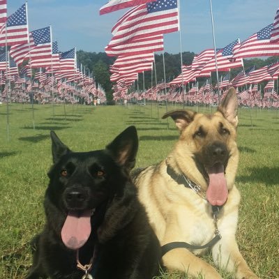 SouthernBellePatriot ❤️ 🇺🇸