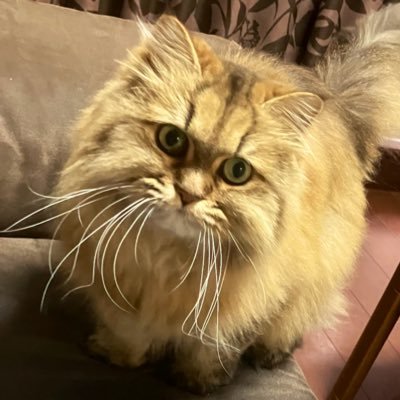 猫林るる@サックス初心者