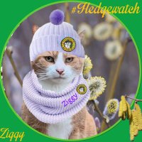 GingermonsterZiggy 🇮🇱🏴󠁧󠁢󠁥󠁮󠁧󠁿🧡🐾🐾🧡