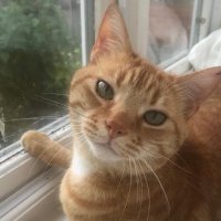 The Celestial Sentinel