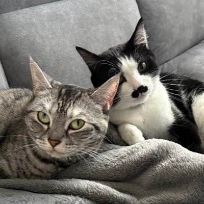 🐟しらすちゃん