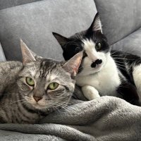 🐟しらすちゃん