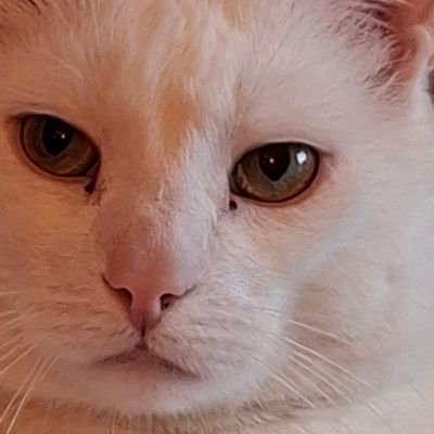 Okkie Verstappen🐦