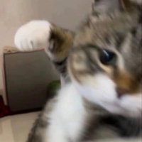 달시애 (부코 일 , 구작히나)