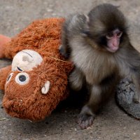 パンチくんとオランママ