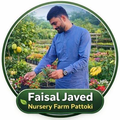 Faisal Javed Nursery Farm Pattoki