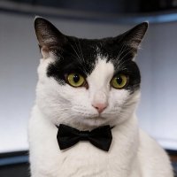 @Whisper Hu 🎙️🐱