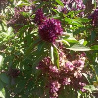 Evergreen Beauty Paroxysm