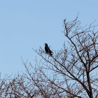 おやすみ一郎𓆟